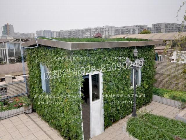 创新景观屋顶绿化之植物